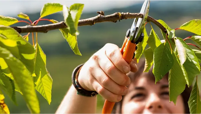A person prunes a tree branch using orange-handled STIHL pruning shears, with a blurred green landscape in the background.